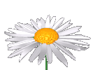 kukat animoituja-kuvia-gif